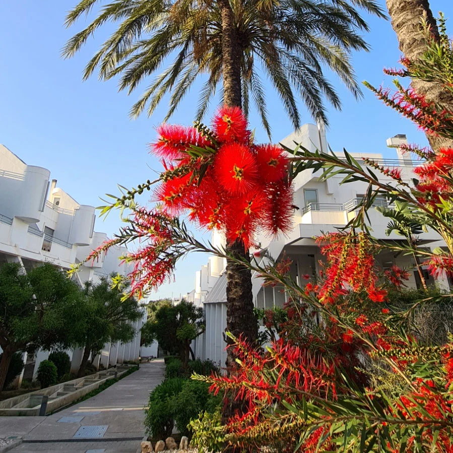 SenseSol · Vitania Resort